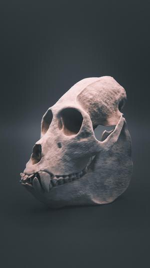 Howler Monkey Skull (Pre Supported)