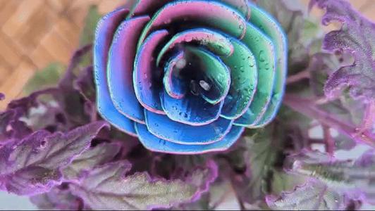 Rose Watering System