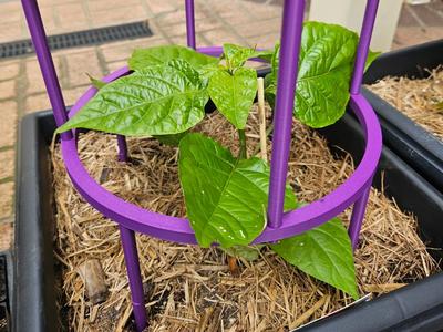 Stackable Plant Support/Cage