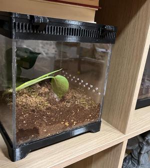 Terrarium 20x20