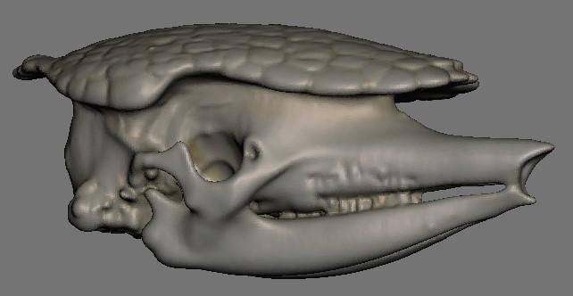 Small Mammal Skulls