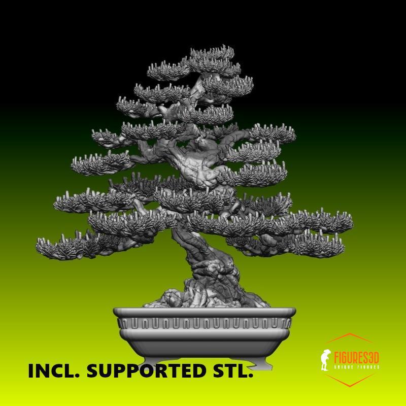 Bonsai 5