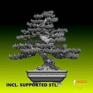 Bonsai 5