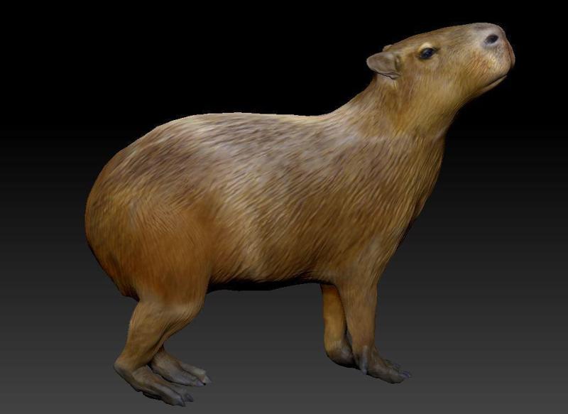 capybara 7 poses
