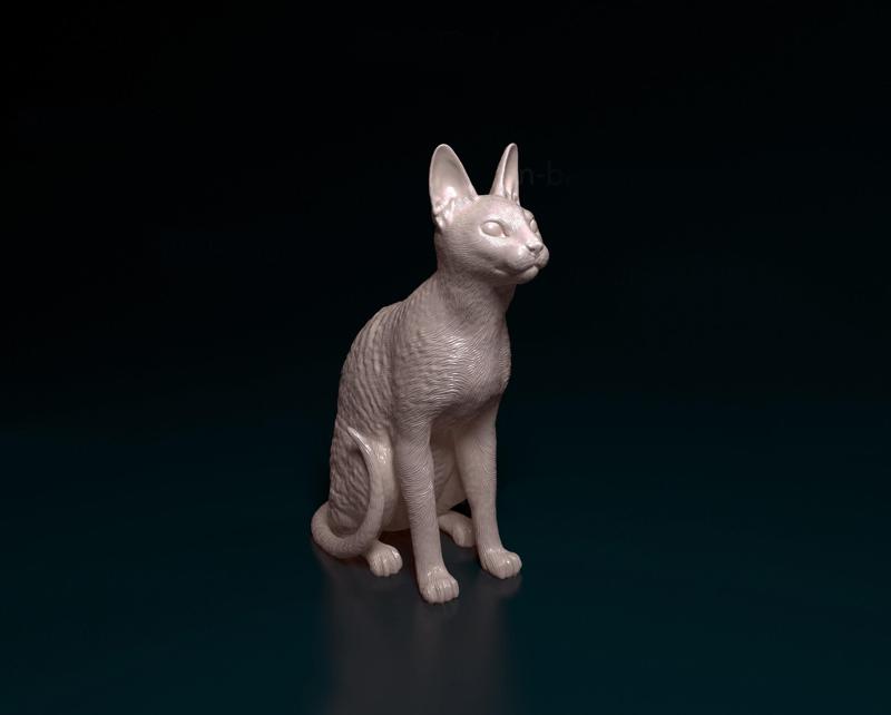 Cornish Rex