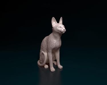 Cornish Rex