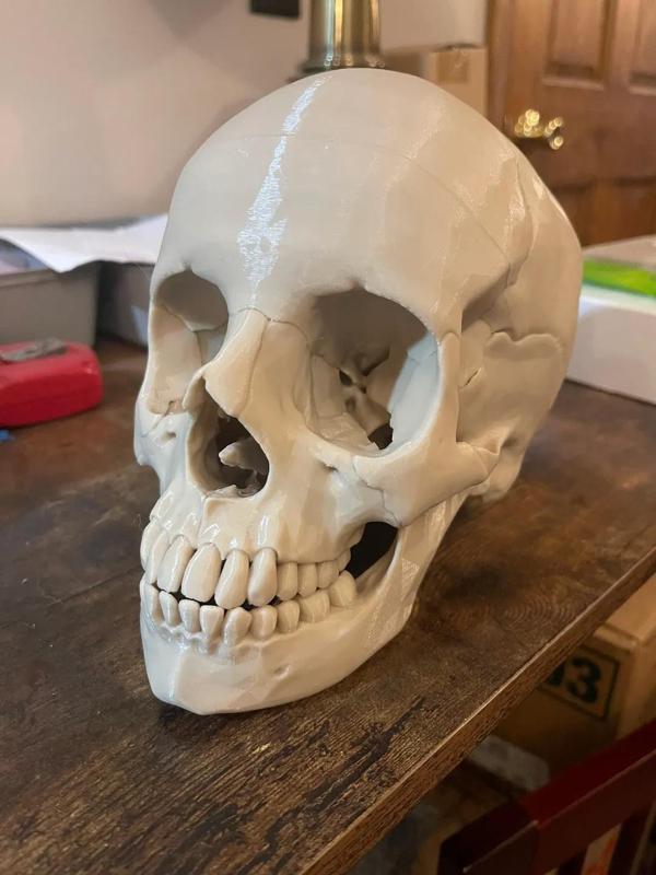 Human Skull Anatomically Correct Puzzle