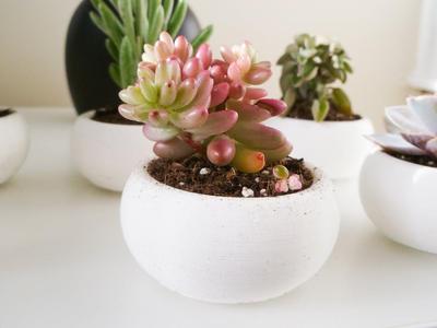 Mini Succulent Planter Bonsai Style