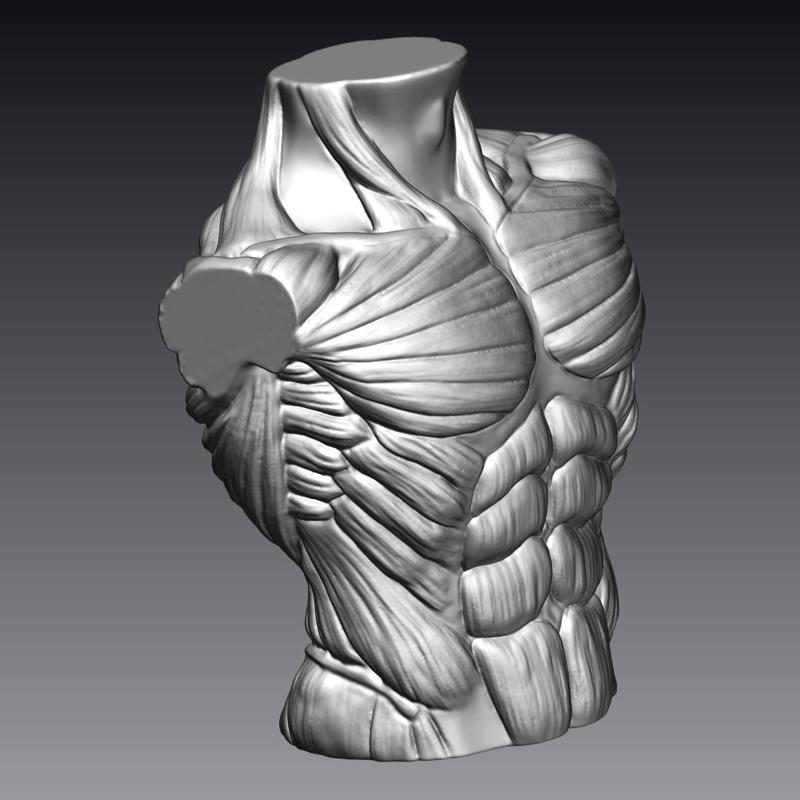 Male Bust Muscles