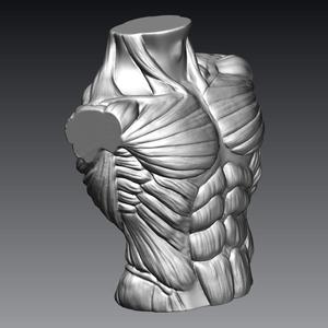 Male Bust Muscles