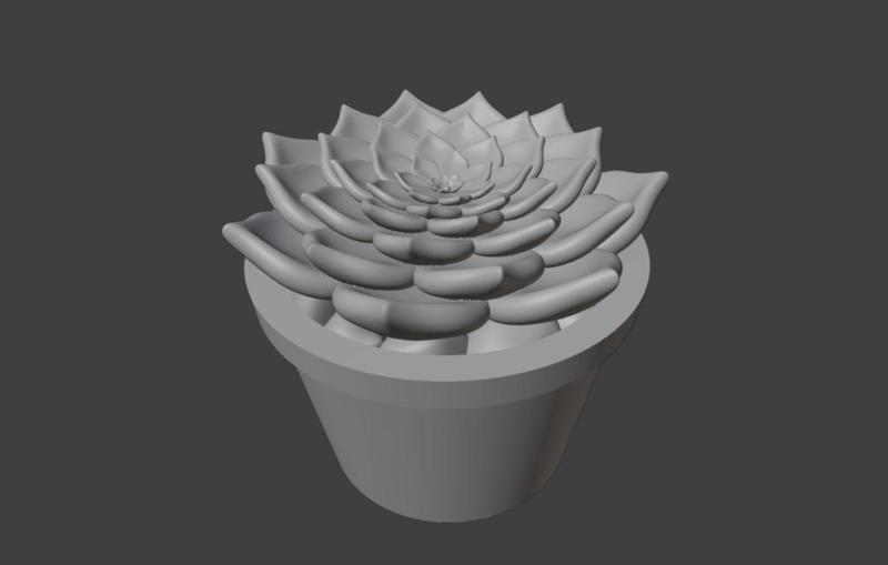 succulent in pot 5