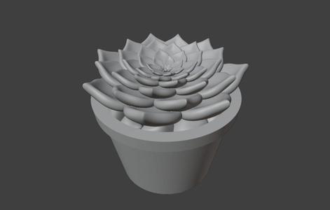 succulent in pot 5