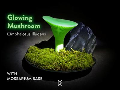 Mushroom Mossarium - Omphalotus Illudens