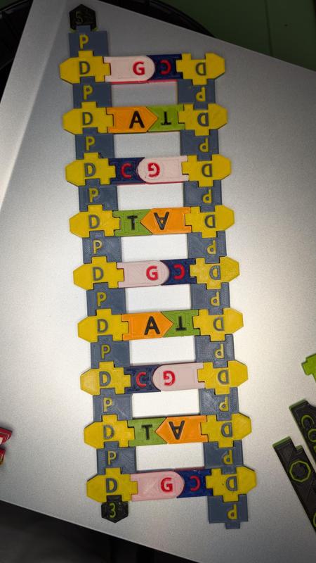 Magnetic DNA / RNA Manipulative Tiles