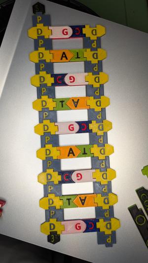 Magnetic DNA / RNA Manipulative Tiles