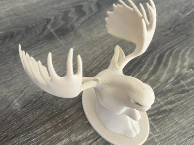 Moose head trophy
