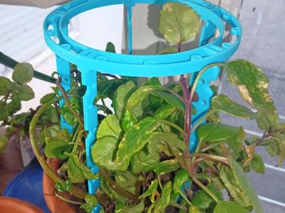 Plant Branch Support