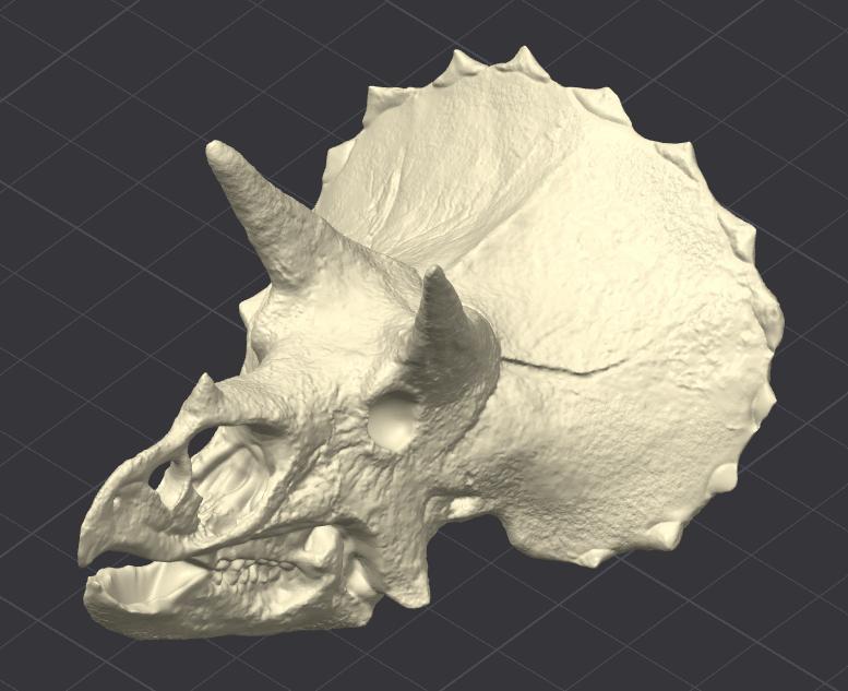 Triceratops Skull