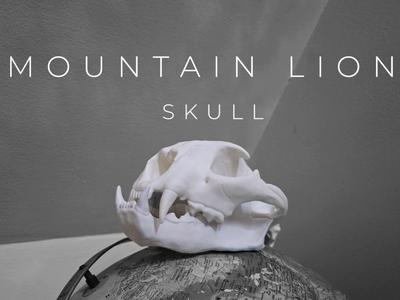 "Mountain Lion" Skull - Moveable Jaw