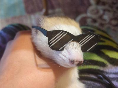 Small pet sunglasses