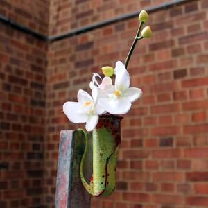 Jurassic Pitcher Plant