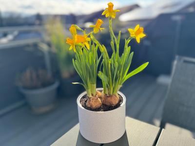 Simple round flower pot