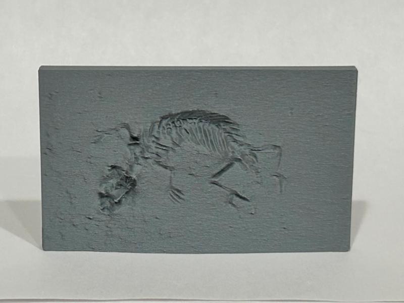 Lizard Fossil