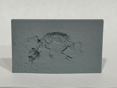 Lizard Fossil