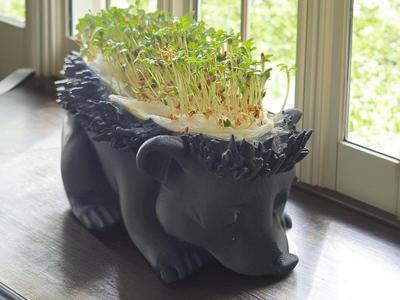 Cress Hedgehog
