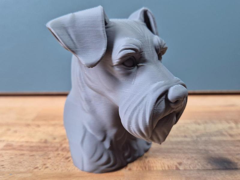 Miniature schnauzer with natural ears Bust