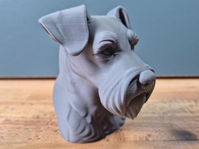 Miniature schnauzer with natural ears Bust