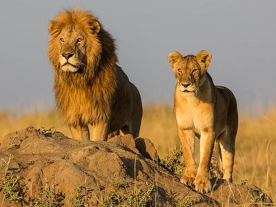 Lion pair / Lion / Lion / Lions