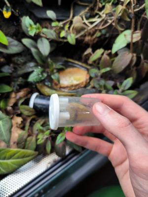 terrarium snail/slug trap 