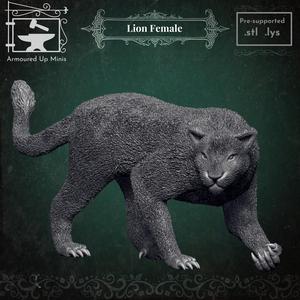 Lion - Female