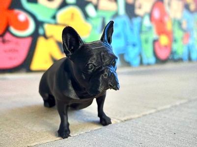 French bulldog