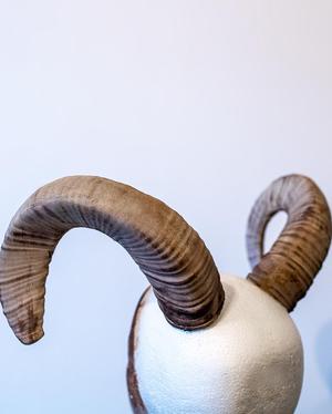 Mouflon Horns