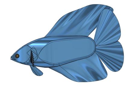 Betta Fish with Moving Fins