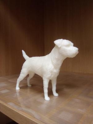 Border terrier