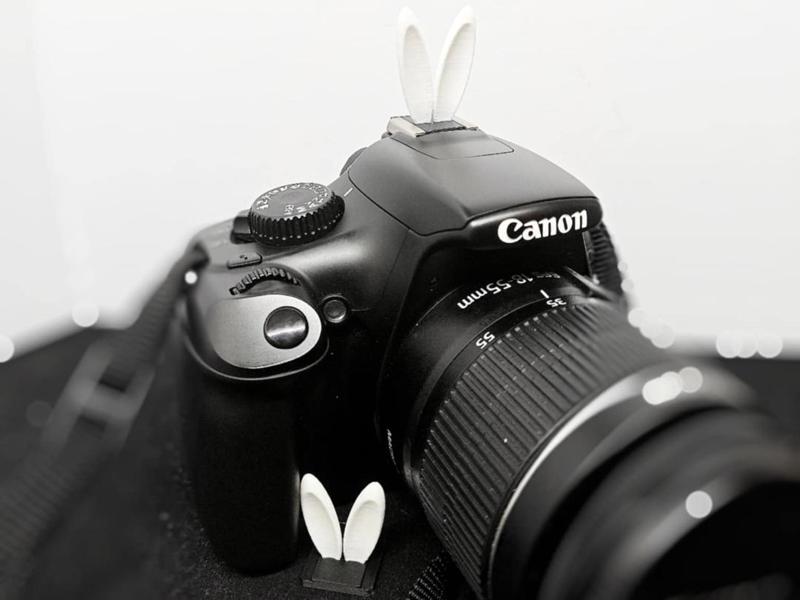 The cutest bunny in the studio
