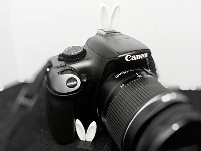 The cutest bunny in the studio
