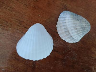 SHELL
