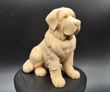 Old St. Bernard Dog