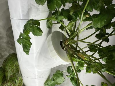 Gardyn Hydroponics Algae Cover - Larger Opening