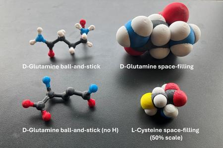 3D printable multicolour molecular models of all canonical amino acids (space-filling; ball-and-stick)