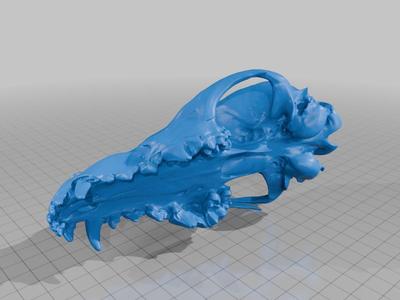 Juvenile Coyote Skull