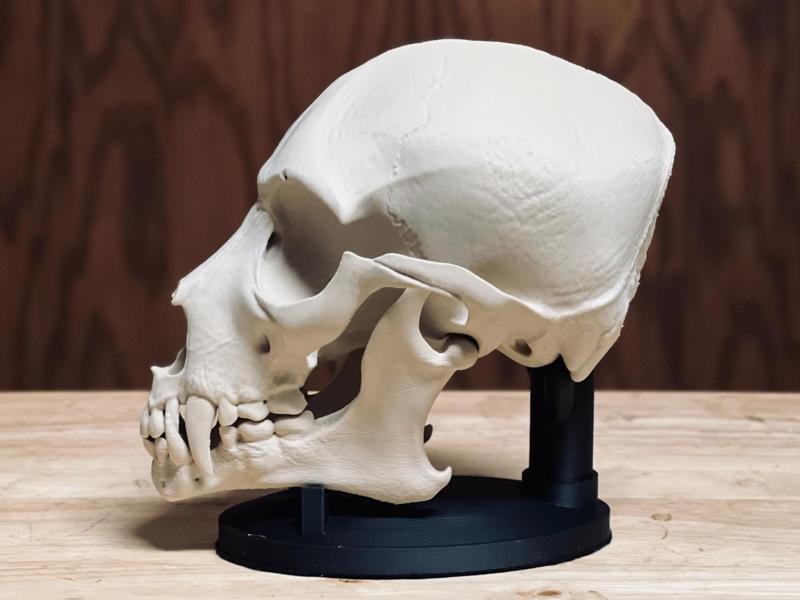 Hyperrealistic Werewolf Skull v2024