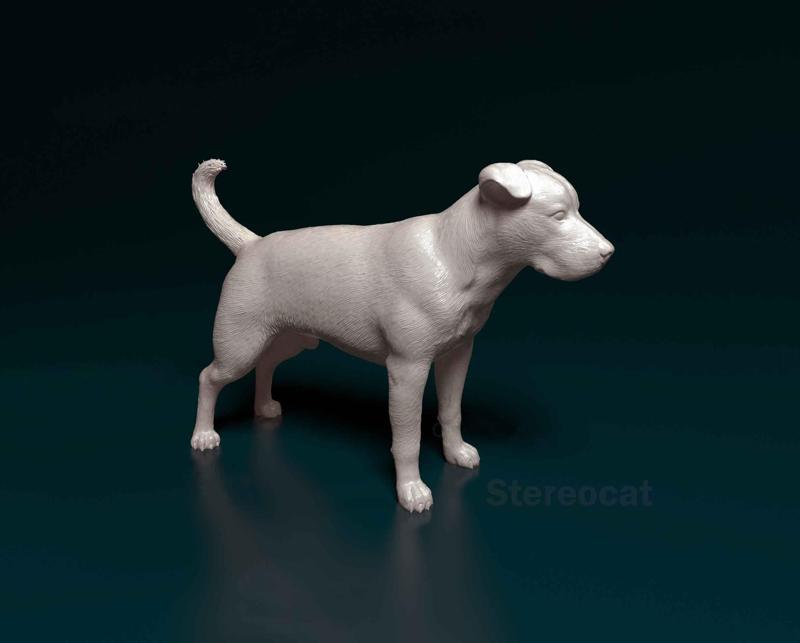 American Pitbull