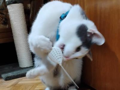 Cat Toy Cable Tie Mouse