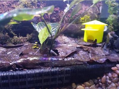 Dart Frog Hut