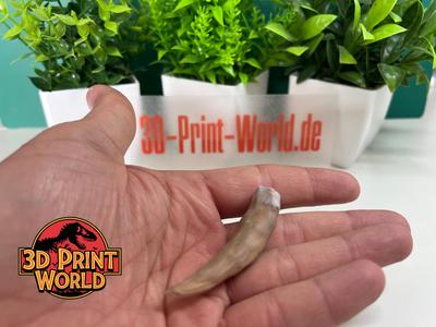 Crocodile Tooth 3D Model
